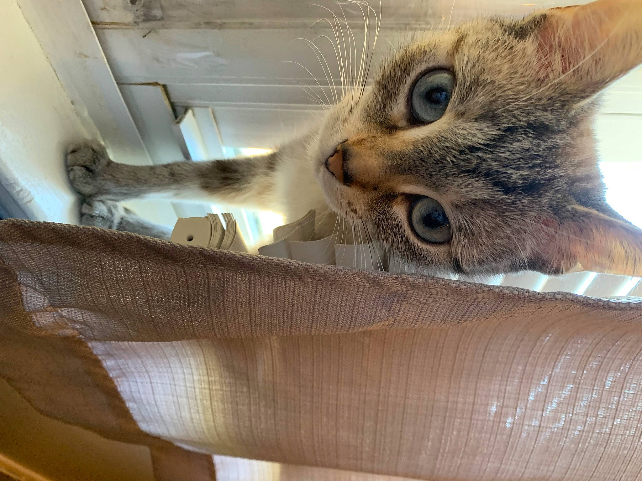 Bentley joined the competition — help win amazing prizes! box, cardboard, carnivore, carton, cat, cat_supply, claw, comfort, domestic_short_haired_cat, fawn, felidae, fur, packing_materials, paw, pet_supply, shipping_box, small_to_medium_sized_cats, snout, whiskers, wood