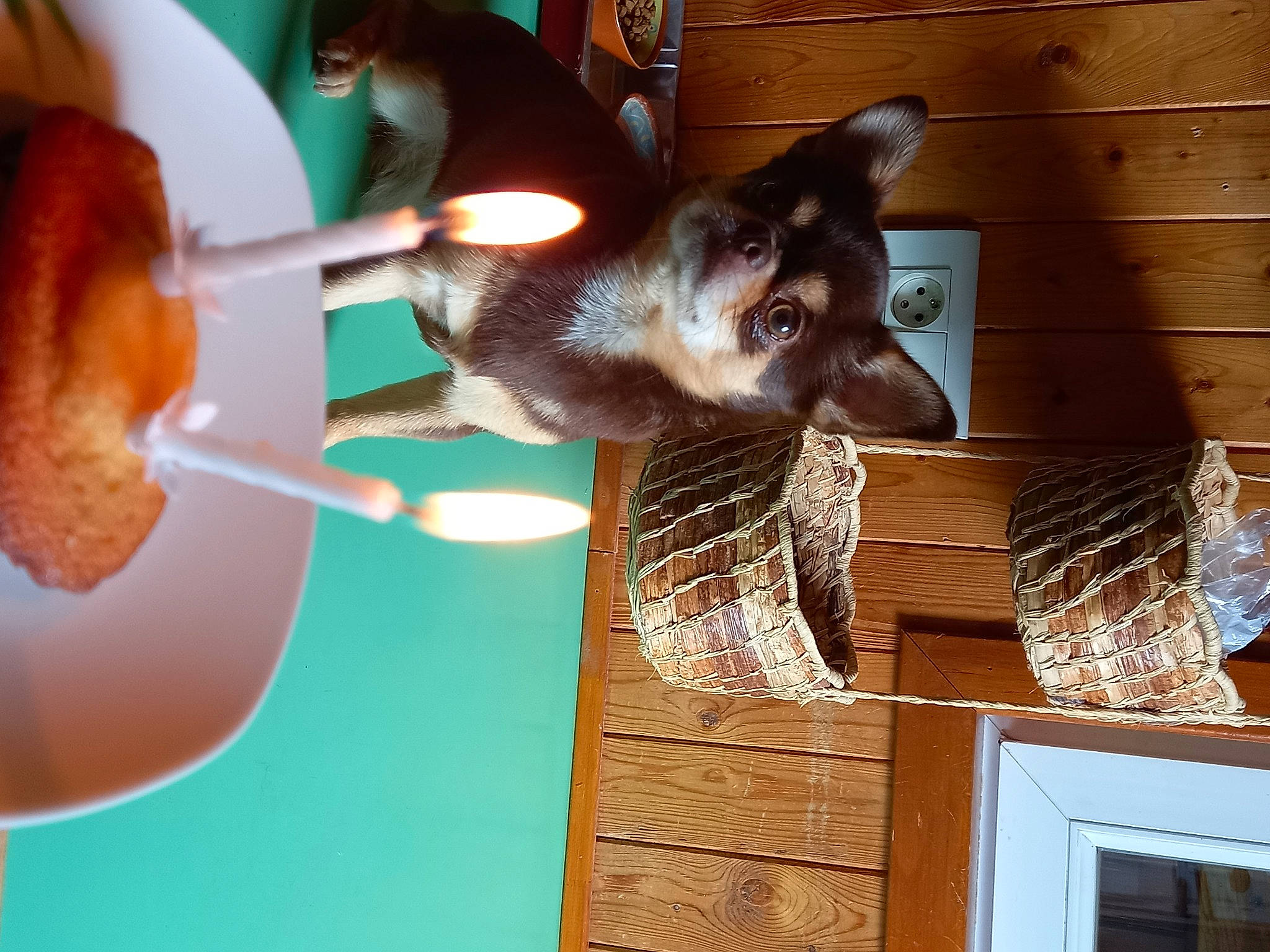 Sublime a rejoint le concours — aidez-le/la à gagner de superbes lots ! carnivore, cat, comfort_food, dog_breed, domestic_short_haired_cat, fawn, felidae, food, fur, hardwood, liver, plate, room, siamese, small_to_medium_sized_cats, tableware, tail, vertebrate, whiskers, wood