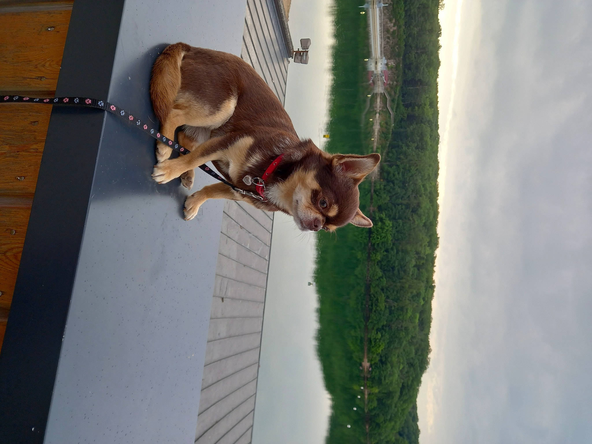 Sublime participe au concours pour gagner de l'argent avec cette photo : canidae, carnivore, cloud, collar, companion_dog, dog, dog_breed, fawn, fur, leash, pet_supply, plant, sky, snout, sporting_group, tail, tree, water, window, wood