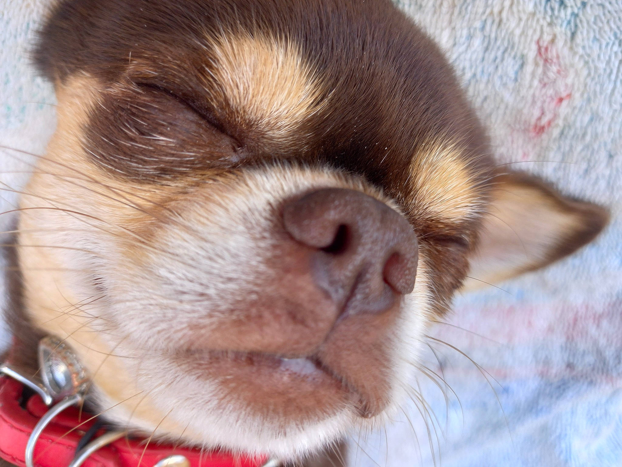 Sublime participe au concours pour gagner de l'argent avec cette photo : boston_terrier, canidae, carnivore, close_up, collar, companion_dog, dog, dog_breed, dog_collar, ear, eye, fawn, fur, liver, pug, snout, sporting_group, whiskers, working_animal, wrinkle