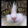 cat, close_up, face, green_eyes, pink_nose, whiskers, fur, portrait, animal, pet, looking_at_camera, square_crop, black_background, indoor, domestic_cat, tabby, white_fur, brown_fur, cute, pet_face