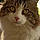 Filou