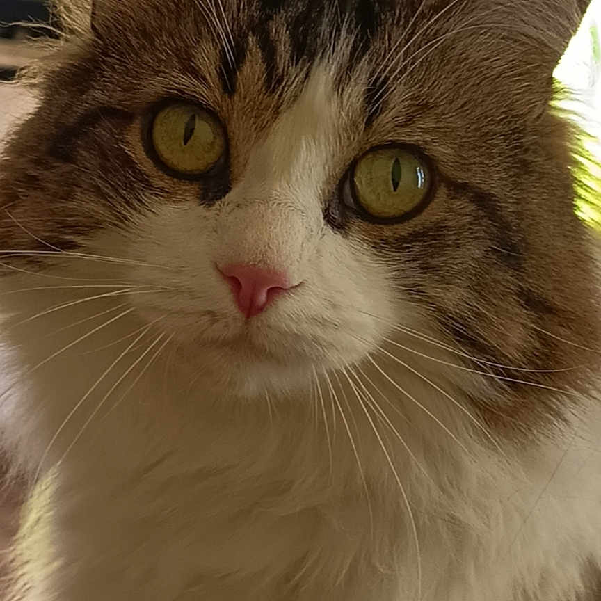 Filou
