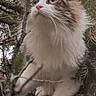 Filou participe au concours pour gagner de l'argent avec cette photo : cat, animal, tree, branches, fur, whiskers, outdoor, nature, curious, pet, wildlife, closeup, climbing, greenery, eyes, mammal, feline, paws, adventure, wood