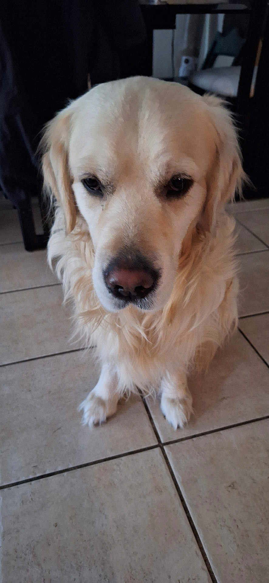 Solo joined the competition — help win amazing prizes! animal, canine, close_up, cute, dog, domestic, eyes, floor, fur, golden_retriever, house, indoor, looking, mammal, nose, paws, pet, portrait, sitting, tile