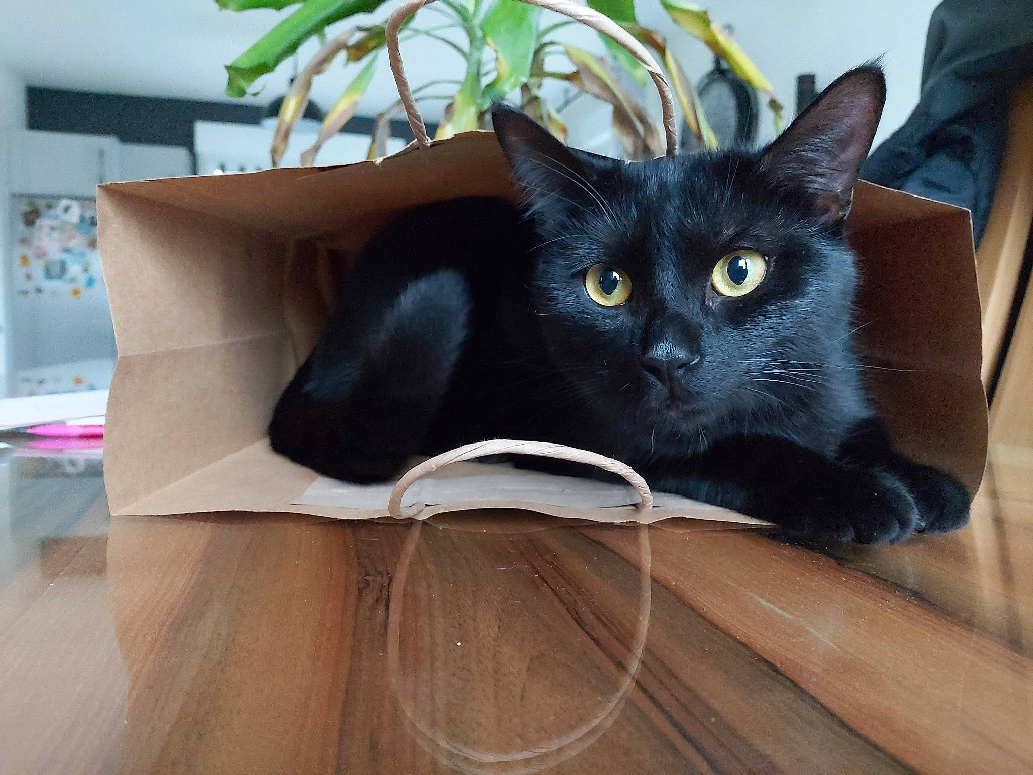 Gimli participe au concours pour gagner de l'argent avec cette photo : black_cat, bombay, carnivore, cat, comfort, domestic_short_haired_cat, felidae, floor, flooring, flowerpot, fur, grey, hardwood, houseplant, plant, small_to_medium_sized_cats, snout, tail, whiskers, wood