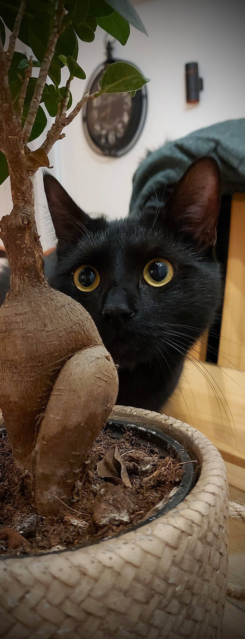 Gimli a rejoint le concours — aidez-le/la à gagner de superbes lots ! black_cat, bombay, carnivore, cat, cat_supply, domestic_short_haired_cat, felidae, flowerpot, fur, houseplant, mammal, photography, plant, small_to_medium_sized_cats, snout, terrestrial_animal, tree, vegetable, vertebrate, whiskers