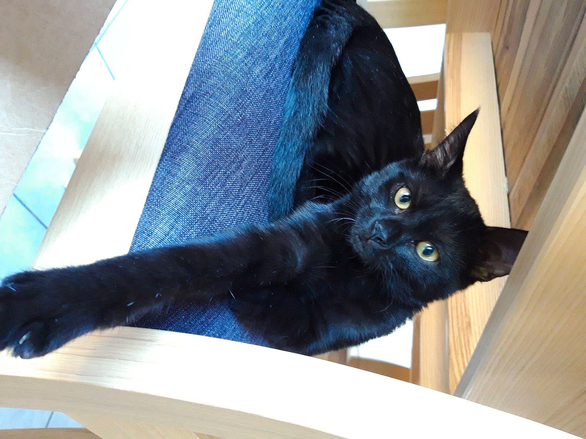 Gimli a rejoint le concours — aidez-le/la à gagner de superbes lots ! black_cat, carnivore, cat, comfort, felidae, fur, mammal, pet_supply, small_to_medium_sized_cats, snout, tail, terrestrial_animal, vertebrate, whiskers