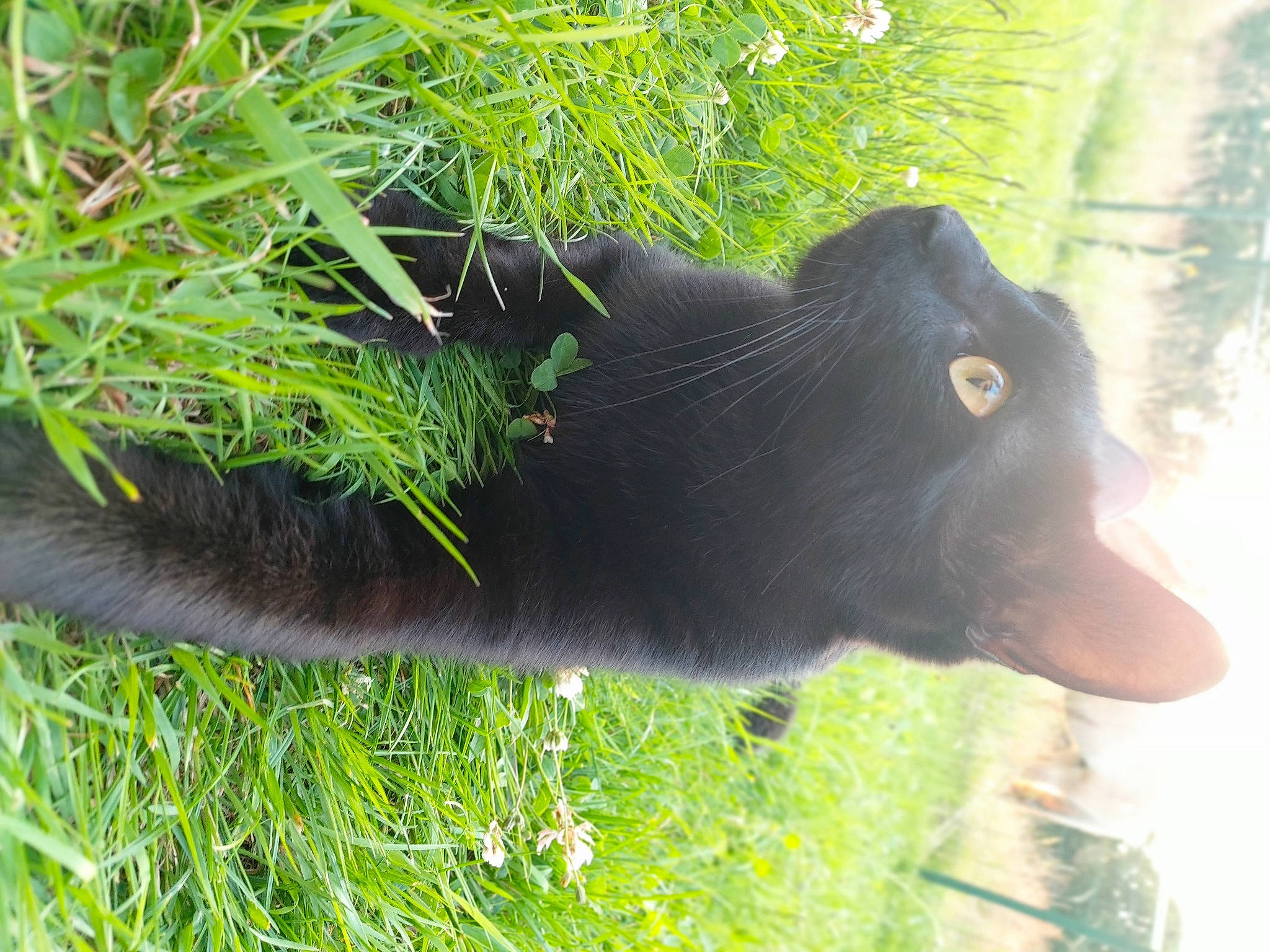 Gimli participe au concours pour gagner de l'argent avec cette photo : carnivore, cat, dog_breed, domestic_short_haired_cat, felidae, fur, grass, grass_family, groundcover, organism, plant, shrub, small_to_medium_sized_cats, snout, tail, terrestrial_animal, terrestrial_plant, tree, whiskers, wildlife