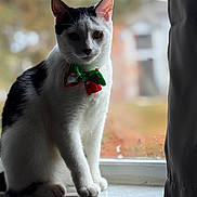Snoopy joined the competition — help win amazing prizes! animal, background_blur, black_and_white, bow_tie, cat, curtain, cute, decorative, domestic, feline, holiday, indoor, looking_at_camera, pet, portrait, sitting, soft_light, whiskers, window, windowsill