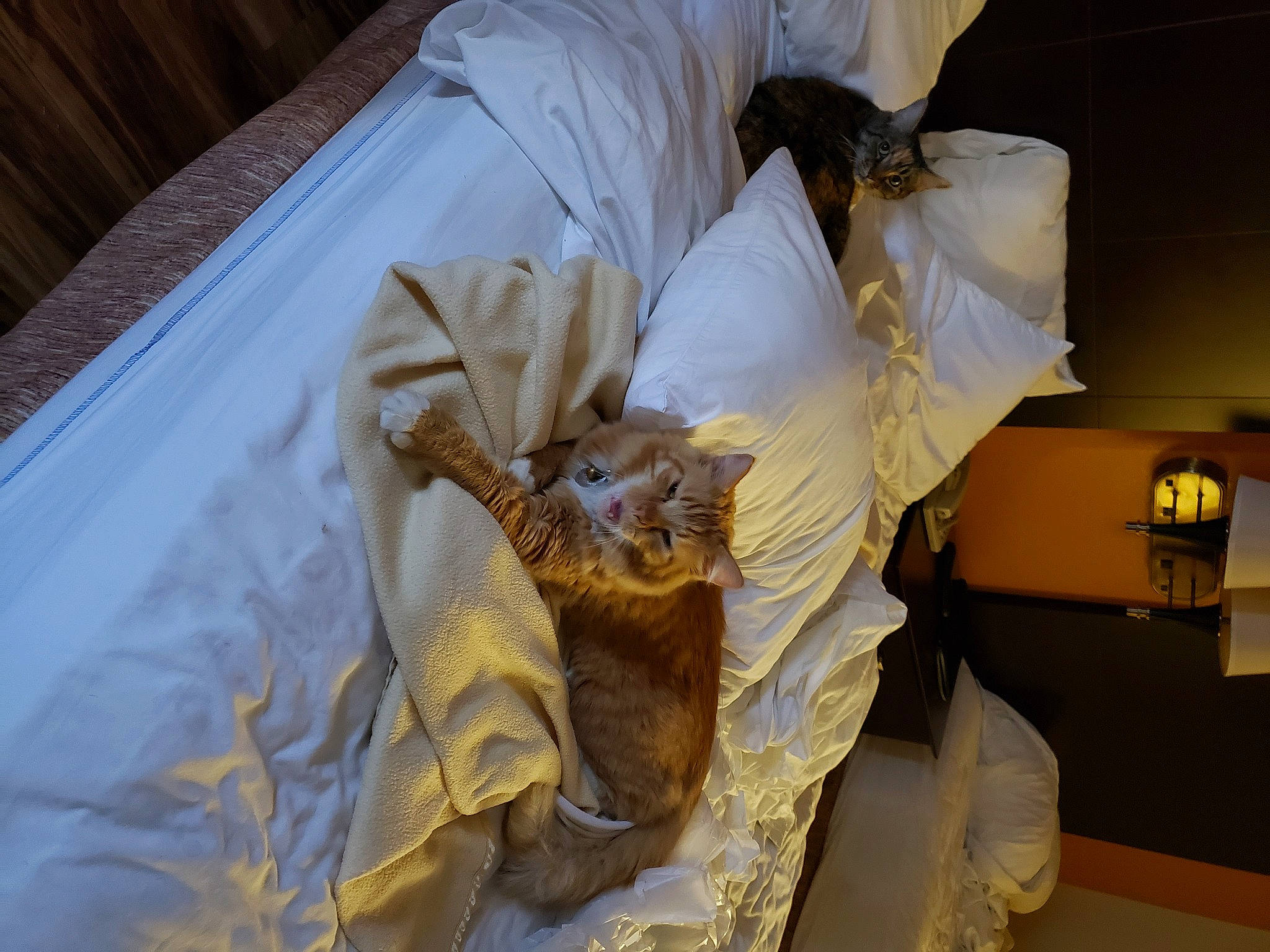 Lucky is registered to the contest to win money with this photo: bed_sheet, bedding, comfort, felidae, fur, linens, paper, plastic_bag, plastic_wrap, room, safety_glove, service, wood