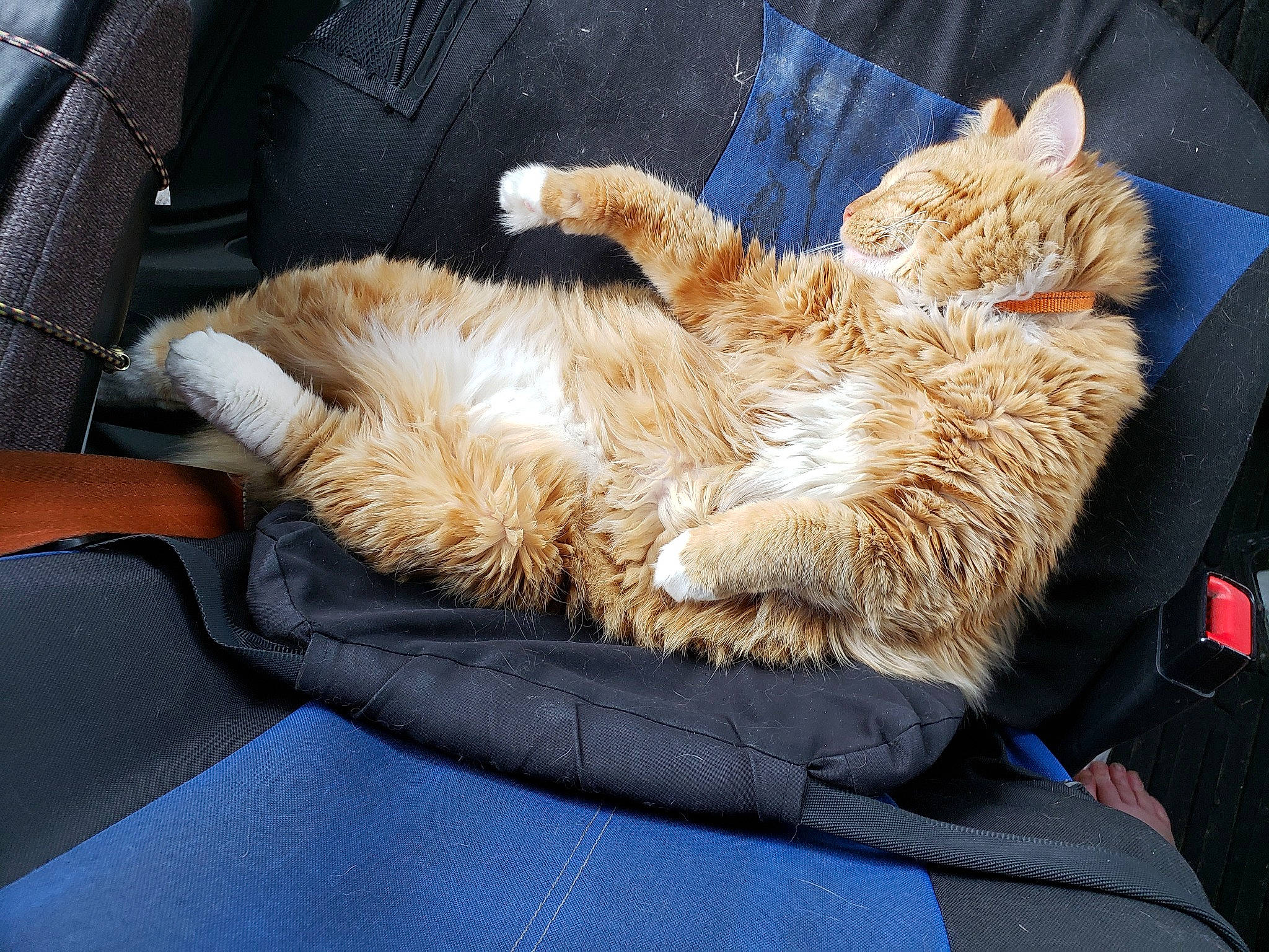 Lucky joined the competition — help win amazing prizes! bag, carnivore, cat, claw, comfort, companion_dog, domestic_short_haired_cat, fawn, felidae, fur, human_leg, lap, luggage_and_bags, nap, paw, small_to_medium_sized_cats, snout, sporting_group, tail, whiskers