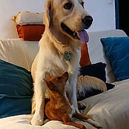 Victor participe au concours pour gagner de l'argent avec cette photo : dog, golden_retriever, small_dog, couch, pillows, indoor, pet, animal, friendship, tongue_out, looking_up, white_blanket, orange_pillow, blue_pillow, relaxed, cute, companions, fur, domestic, pets