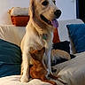 dog, golden_retriever, small_dog, couch, pillows, indoor, pet, animal, friendship, tongue_out, looking_up, white_blanket, orange_pillow, blue_pillow, relaxed, cute, companions, fur, domestic, pets