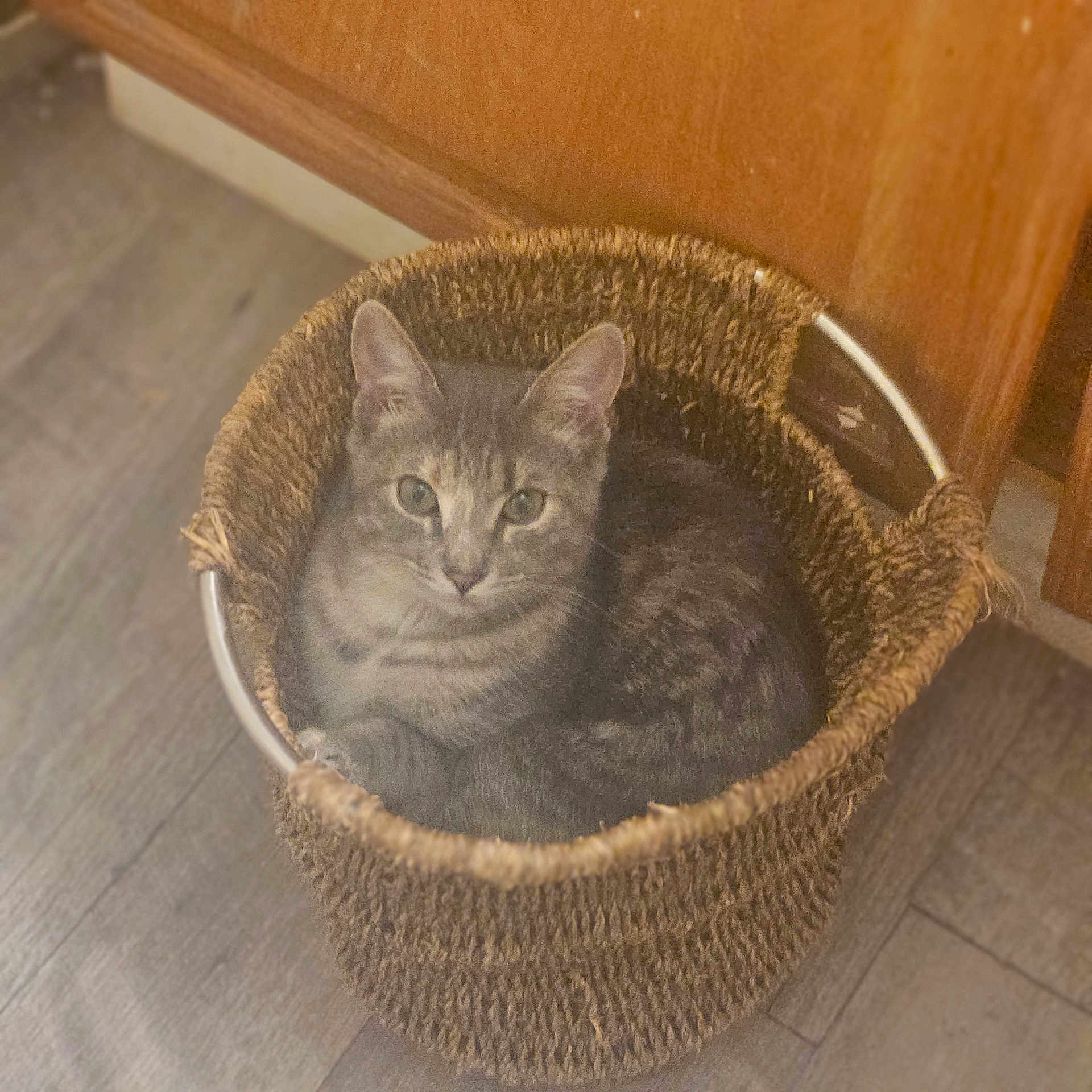 Big Birtha participe au concours pour gagner de l'argent avec cette photo : animal, basket, cat, companion, cozy, curled_up, cute, domestic_animal, ears, feline, fur, household, indoor, looking_at_camera, pet, resting, tabby, whiskers, wood_cabinet, wood_floor