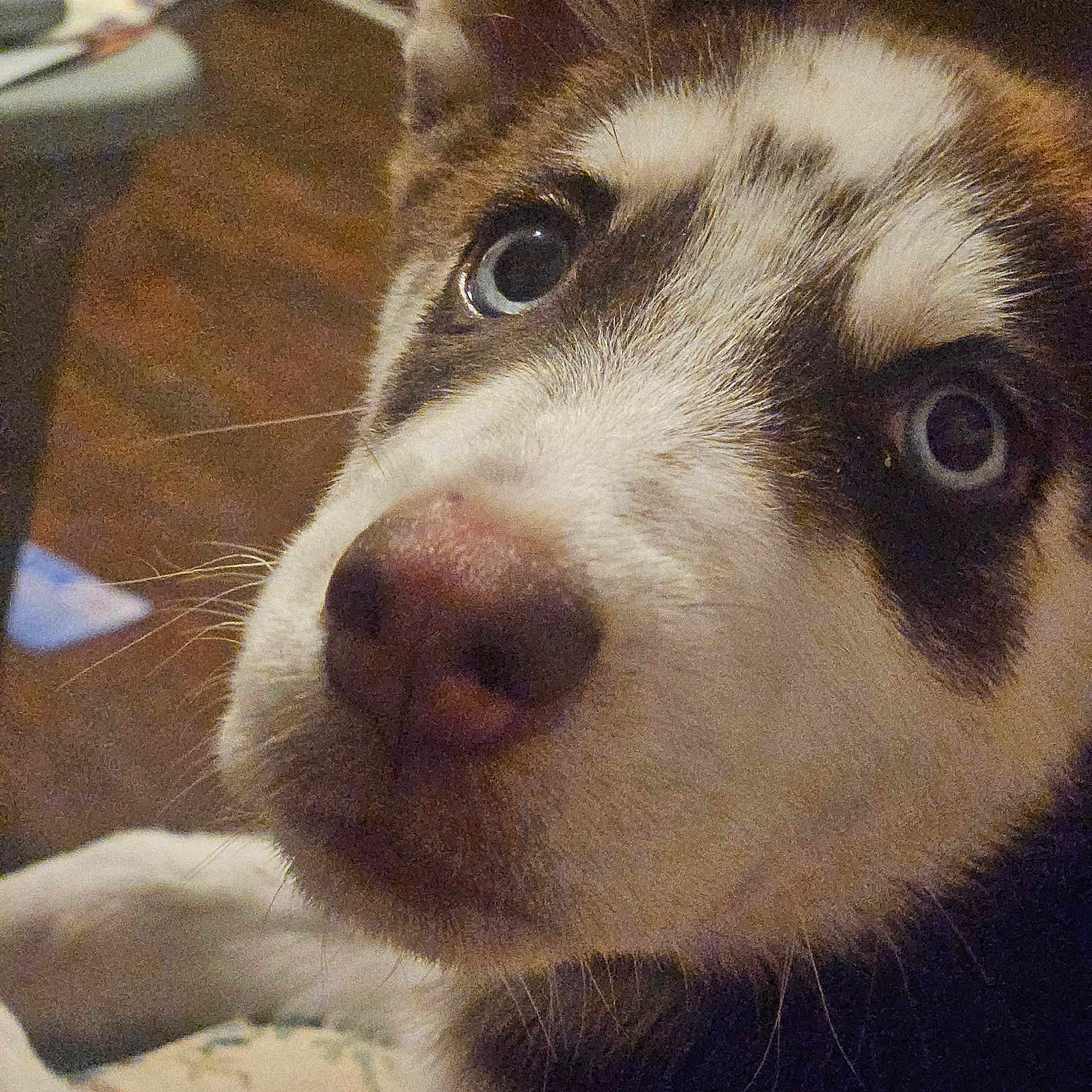 Hazel joined the competition — help win amazing prizes! animal, blue_eyes, canine, close_up, curious, cute, dog, domestic_animal, face, fur, fuzzy, husky, indoor, mammal, nose, pet, portrait, puppy, whiskers, young