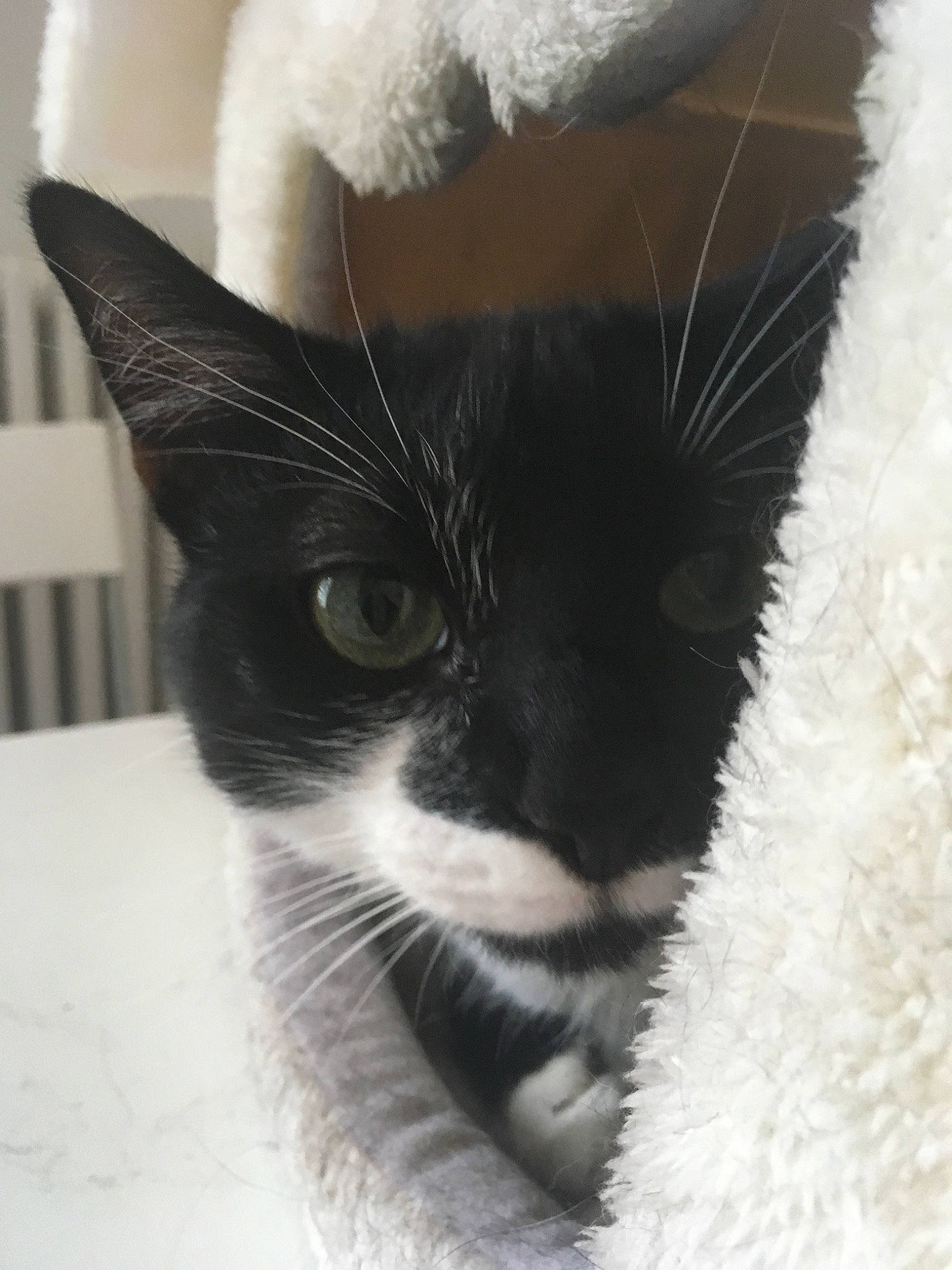 Jazzie participe au concours pour gagner de l'argent avec cette photo : asian, black_and_white, black_cat, carnivore, cat, domestic_short_haired_cat, ear, eye, felidae, fur, kitten, nose, ojos_azules, paw, polydactyl_cat, small_to_medium_sized_cats, snout, tail, whiskers