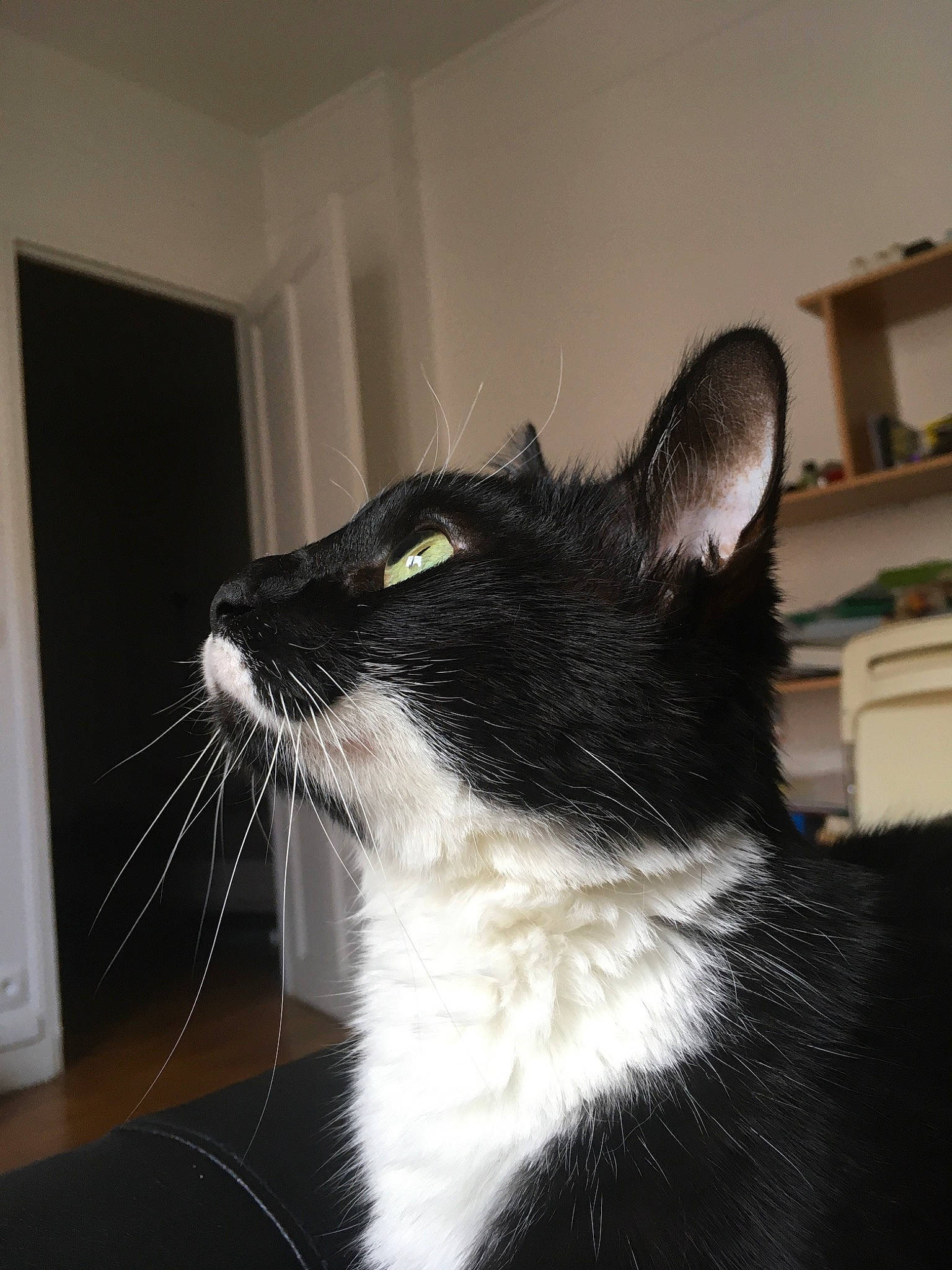 Jazzie a rejoint le concours — aidez-le/la à gagner de superbes lots ! black_and_white, black_cat, carnivore, cat, domestic_short_haired_cat, ear, eye, felidae, fur, norwegian_forest_cat, polydactyl_cat, small_to_medium_sized_cats, snout, tail, whiskers