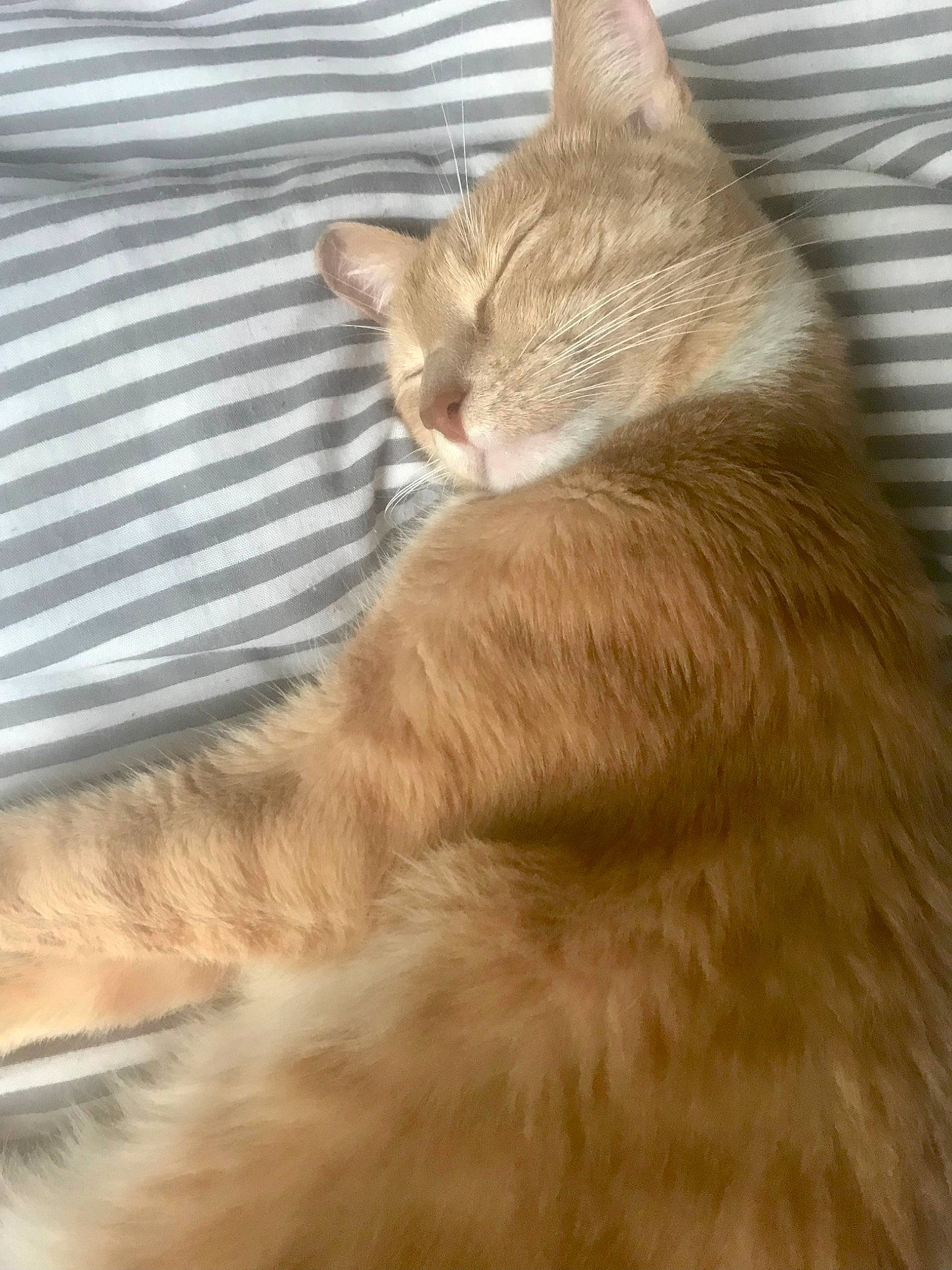 Cristobal participe au concours pour gagner de l'argent avec cette photo : carnivore, cat, claw, comfort, domestic_short_haired_cat, eye, fawn, felidae, foot, fur, human_leg, paw, small_to_medium_sized_cats, snout, tail, terrestrial_animal, tree, whiskers, window, wood