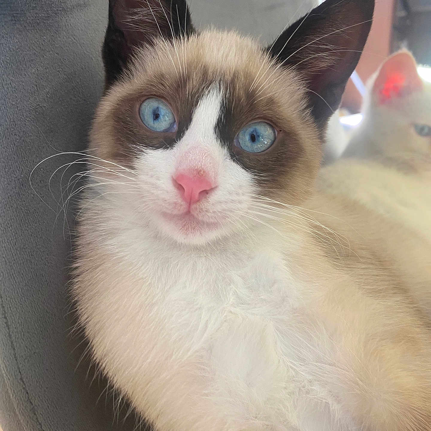 Meelo joined the competition — help win amazing prizes! animal, background, blue_eyes, cat, chair, close_up, cute, domestic_cat, feline, fur, gray_fabric, indoor, pet, pink_nose, portrait, relaxed, siamese_cat, soft_light, two_cats, whiskers