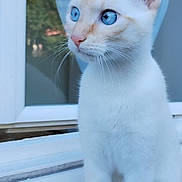 Tsuki participe au concours pour gagner de l'argent avec cette photo : cat, white_cat, blue_eyes, sitting, window, indoors, portrait, feline, fur, whiskers, ears, paws, tail, cute, alert, looking_away, natural_light, home, glass, outdoor_background