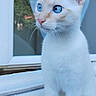 alert, blue_eyes, cat, cute, ears, feline, fur, glass, home, indoors, looking_away, natural_light, outdoor_background, paws, portrait, sitting, tail, whiskers, white_cat, window