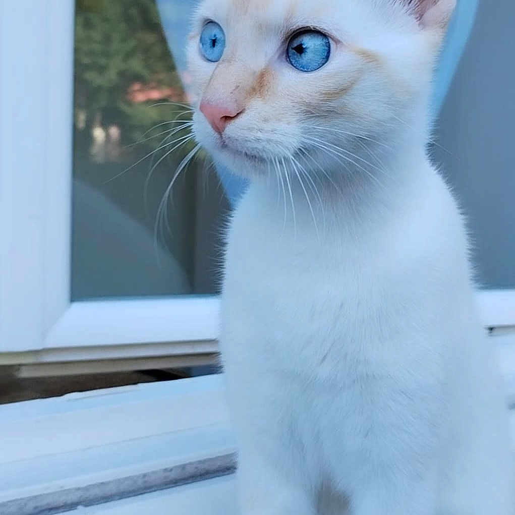 Tsuki