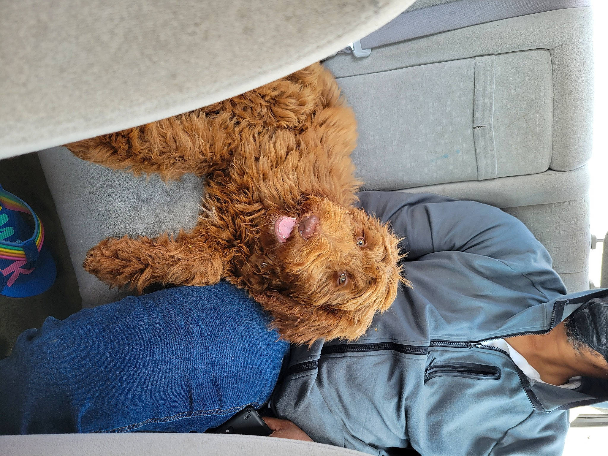 Pixie joined the competition — help win amazing prizes! airedale_terrier, blue, canidae, carnivore, comfort, companion_dog, dog, dog_breed, fawn, fur, hat, human_leg, liver, nap, sitting, snout, sporting_group, terrier, toy, wood