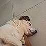 animal, brown_ear, calm, canine, cozy, cushion, cute, dog, domestic, floor, indoor, mammal, paw, pet, quiet, relaxed, resting, sleeping, tile, white_fur