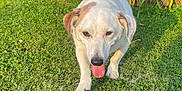 Guetta a rejoint le concours — aidez-le/la à gagner de superbes lots ! brown_patches, canine, chain_link_fence, dog, flowers, garden, grass, greenery, happy_dog, nature, orange_flowers, outdoor, pet, playful, red_flowers, summer, sunlight, tongue_out, walking, white_dog