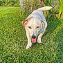 brown_patches, canine, chain_link_fence, dog, flowers, garden, grass, greenery, happy_dog, nature, orange_flowers, outdoor, pet, playful, red_flowers, summer, sunlight, tongue_out, walking, white_dog