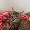 Bounty a rejoint le concours — aidez-le/la à gagner de superbes lots ! kitten, cat, tabby, pet, animal, indoor, bed, red, white, checkered, feline, cute, young, resting, cozy, fur, whiskers, ears, looking, curious