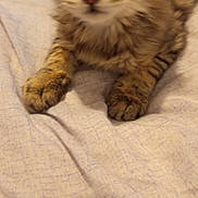 Bounty a rejoint le concours — aidez-le/la à gagner de superbes lots ! kitten, cat, tabby, animal, pet, feline, paws, fur, close_up, indoor, bed, blanket, resting, cute, young, small, mammal, sleepy, domestic, soft