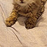 kitten, cat, tabby, animal, pet, feline, paws, fur, close_up, indoor, bed, blanket, resting, cute, young, small, mammal, sleepy, domestic, soft