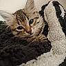 Bounty participe au concours pour gagner de l'argent avec cette photo : kitten, cat, tabby, feline, pet, animal, cute, cozy, blanket, black, white, fur, sleepy, indoor, closeup, young, whiskers, ears, resting, soft