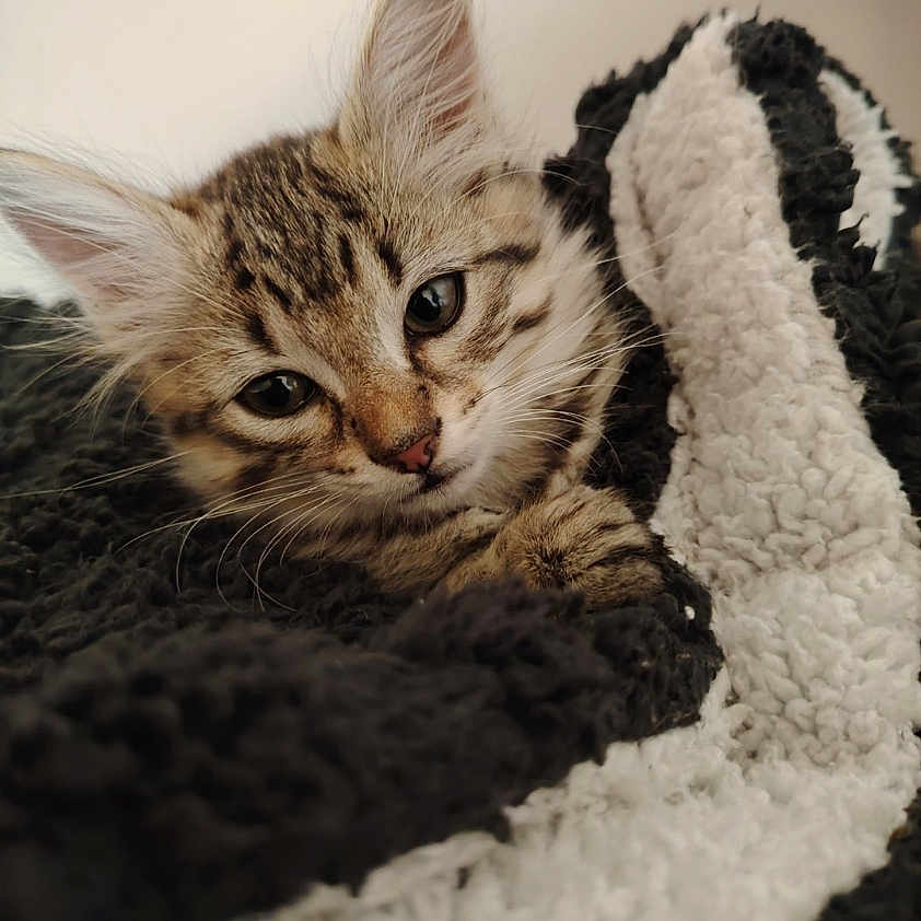 Bounty participe au concours pour gagner de l'argent avec cette photo : kitten, cat, tabby, feline, pet, animal, cute, cozy, blanket, black, white, fur, sleepy, indoor, closeup, young, whiskers, ears, resting, soft