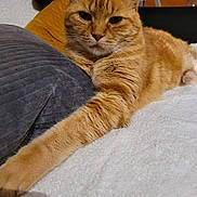 Willoh a rejoint le concours — aidez-le/la à gagner de superbes lots ! animal, blanket, cat, closeup, comfort, cozy, cushion, feline, fur, ginger_cat, home, indoor, paw, pet, portrait, relaxed, resting, soft_texture, stretching, whiskers