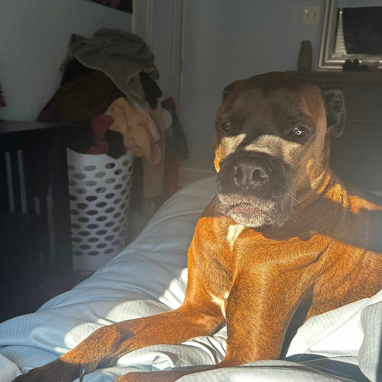 Rocky is registered to the contest to win money with this photo: animal, bed, bedroom, blanket, boxer, bulldog, canine, computerhardware, couch, dog, electronics, flag, furniture, hardware, head, indoors, person, pet, puppy, room