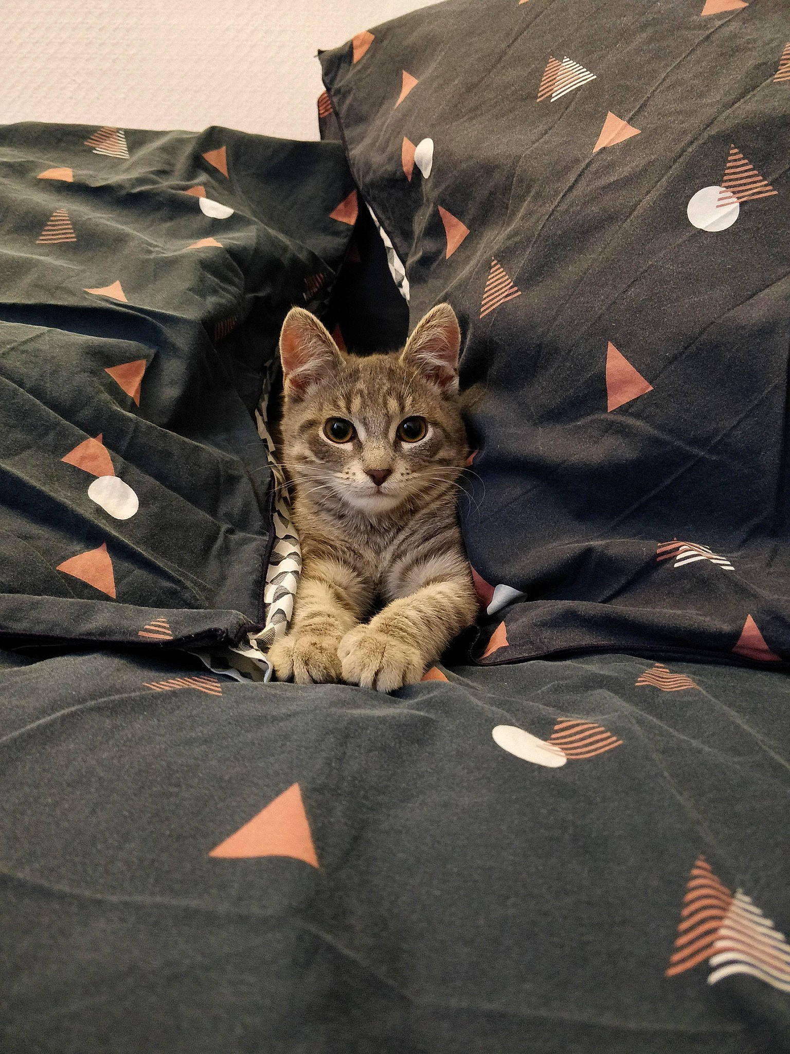 Gatsby a rejoint le concours — aidez-le/la à gagner de superbes lots ! carnivore, cat, comfort, domestic_short_haired_cat, fawn, felidae, fur, gesture, grey, linens, pattern, paw, sleeve, small_to_medium_sized_cats, snout, t_shirt, tail, textile, tree, whiskers