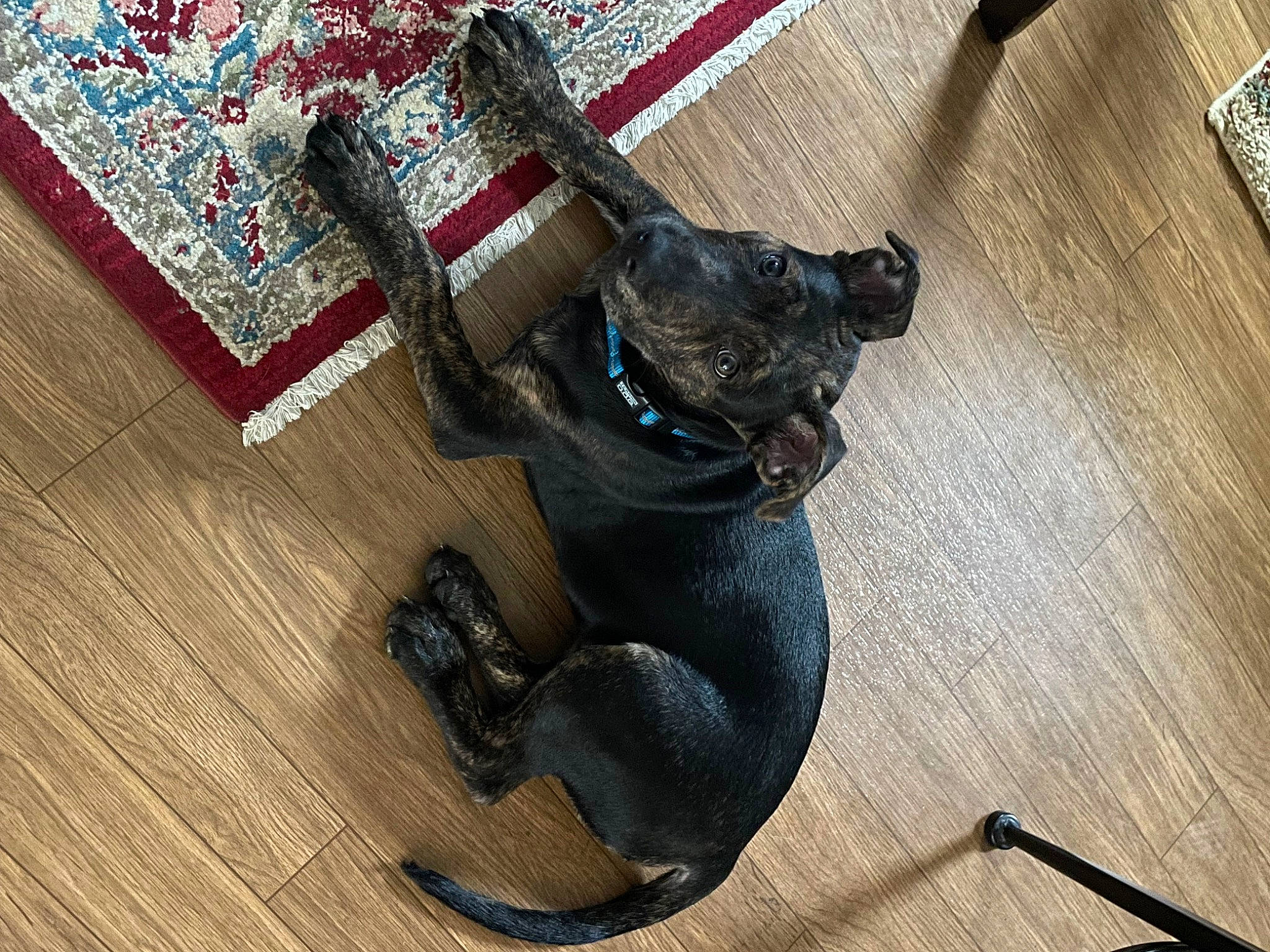 Diesel joined the competition — help win amazing prizes! carnivore, collar, comfort, companion_dog, dog, dog_breed, dog_collar, electric_blue, fashion_accessory, fawn, felidae, floor, flooring, hardwood, pet_supply, snout, tail, whiskers, wood, working_animal