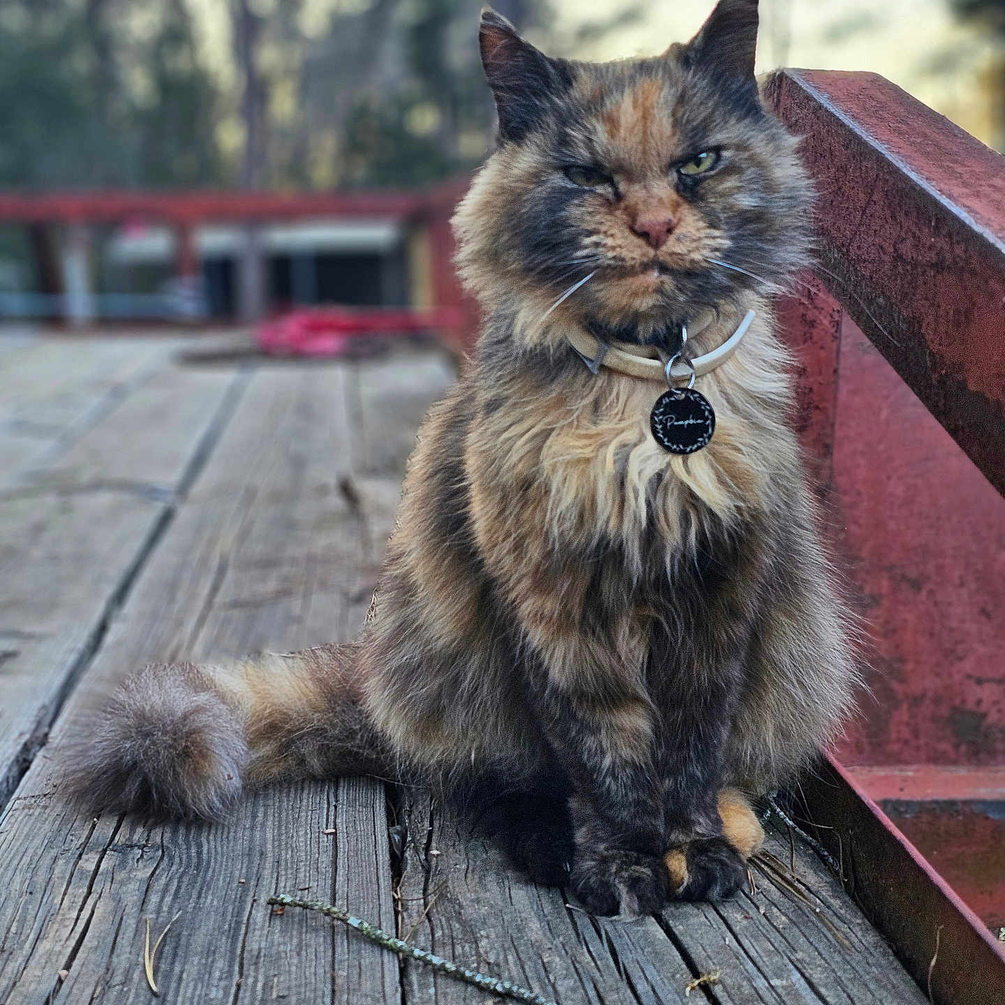 Pumpkin