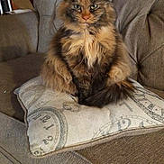 Pumpkin joined the competition — help win amazing prizes! animal, cat, cozy, curtain, cushion, ears, eyes, feline, fluffy, fur, home_interior, indoor, pet, relaxed, sitting, sofa, tail, tortoiseshell_cat, whiskers, wood_paneling