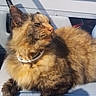 Pumpkin is registered to the contest to win money with this photo: animal, boat, calm, cat, closeup, collar, daytime, domestic_animal, feline, fur, nature, outdoor, pet, portrait, relaxation, resting, seat, sunlight, tortoiseshell, whiskers