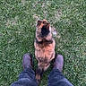 Pumpkin is registered to the contest to win money with this photo: animal, boots, brown, calm, casual, cat, companionship, feet, fur, grass, greenery, ground, jeans, nature, outdoor, pet, relaxation, texture, top_view, walking