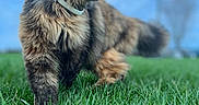 Pumpkin is registered to the contest to win money with this photo: animal, beautiful, blue_sky, cat, closeup, collar, cute, daylight, feline, fluffy, fur, grass, grass_field, mammal, nature, outdoor, pet, profile, walking, whiskers