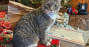 Tracker is registered to the contest to win money with this photo: box, carpet, cat, christmas_lights, christmas_tree, cozy, curious, feline, festive, floor, gift_wrap, holiday_decor, indoor, pet, postal_box, stockings, tabby_cat, torn_wrapping_paper, wooden_wall, wrapped_presents