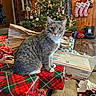 box, carpet, cat, christmas_lights, christmas_tree, cozy, curious, feline, festive, floor, gift_wrap, holiday_decor, indoor, pet, postal_box, stockings, tabby_cat, torn_wrapping_paper, wooden_wall, wrapped_presents