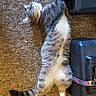animal, black_case, carpet, case, cat, cozy, domestic_animal, feline, floor, fur, gray_cat, indoor, paw, pet, relaxed, sleepy, strap, stretching, tail, white_cat