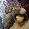 adorable, animal, bed, blue_sheet, cat, cozy, cute, domestic_animal, feline, fur, gray_tabby, indoor, paws, pet, purple_sheet, relaxed, resting, sleeping, soft, whiskers