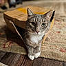 animal, box_play, cardboard_box, cat, closeup, curious, cute, domestic_cat, ears, eyes, feline, front_paws, gray_cat, indoor, pet, portrait, rug, whiskers, white_paws, wooden_floor